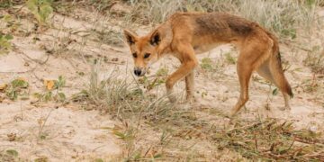 فصيلة كلاب شبه منقرضة تعود للحياة و”تغني”
