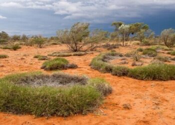 أسباب الشكل الحلقي الغامض للنباتات في الحقول الصحراوية الأسترالية