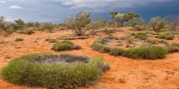 أسباب الشكل الحلقي الغامض للنباتات في الحقول الصحراوية الأسترالية