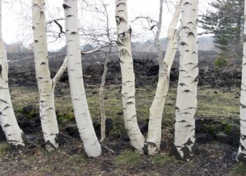 أشجار البتولا من دون لحاء