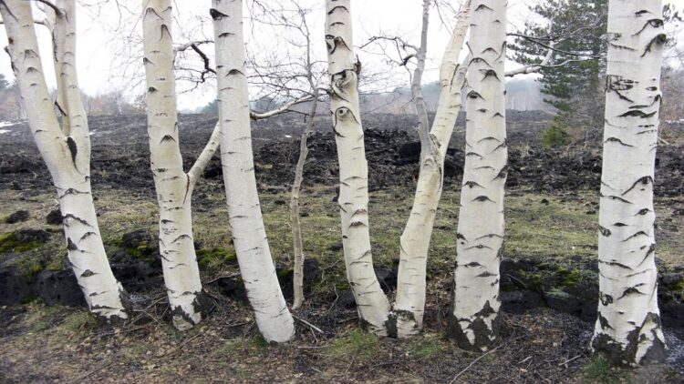 أشجار البتولا من دون لحاء