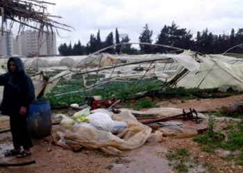 أضرار كبيرة بالزراعات المحمية جراء التنين البحري