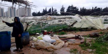 أضرار كبيرة بالزراعات المحمية جراء التنين البحري