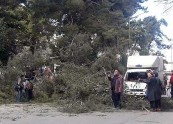 إصابة امرأة إثر سقوط شجرة نتيجة الرياح الشديدة