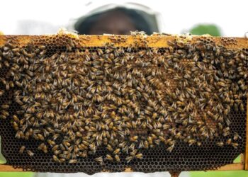 ابتكار طريقة “غريبة” للكشف عن فيروس كورونا