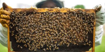 ابتكار طريقة “غريبة” للكشف عن فيروس كورونا