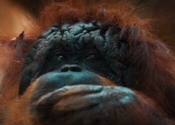 اكتشاف بقايا أقدم حيوان رئيسي في العالم …