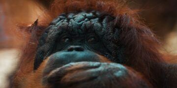 اكتشاف بقايا أقدم حيوان رئيسي في العالم …