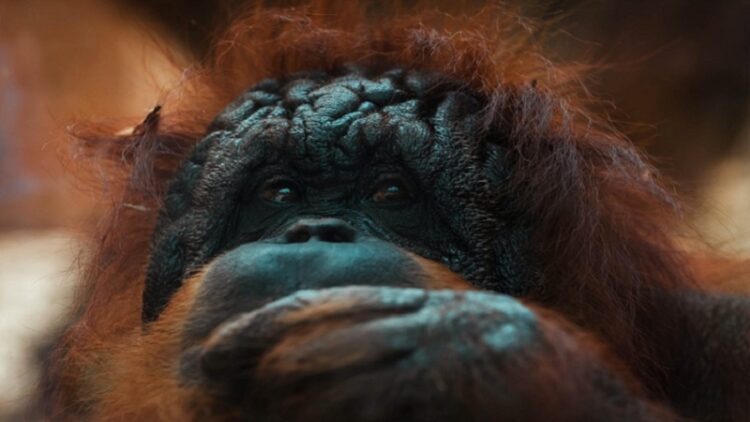 اكتشاف بقايا أقدم حيوان رئيسي في العالم …