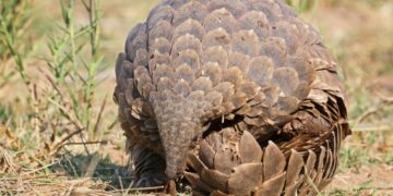 الاقتراب من تحديد أول حيوان في العالم حقا!