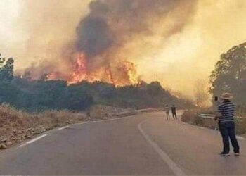 الجزائر تعلن الحداد.. وهبة تضامنية في وجه الحرائق