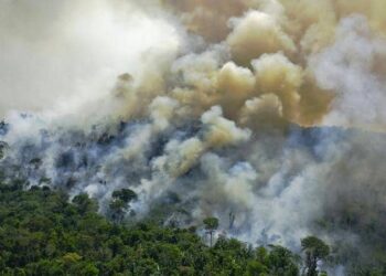 الغابات المطيرة بالعالم “في خطر”