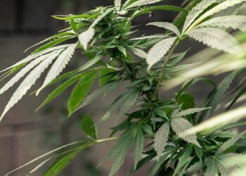 بدء سريان قانون استعمال الحشيش في المغرب