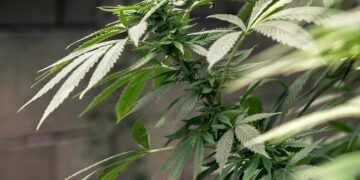 بدء سريان قانون استعمال الحشيش في المغرب