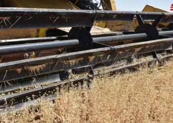 بدء عملية حصاد محصول الحبة السوداء في حماة