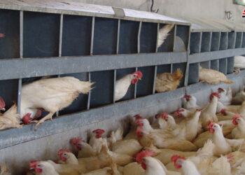 تأسيس جمعيات لمربي الدواجن بدرعا