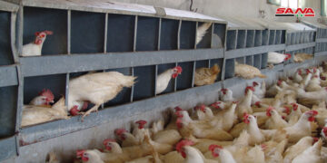 تأسيس جمعيات لمربي الدواجن بدرعا