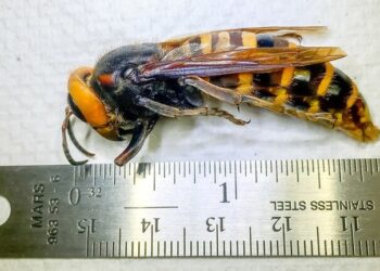 تحذير من عودة الدبابير الآسيوية “القاتلة” للظهور هذا الربيع