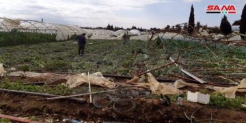 تعويض الفلاحين المتضررين من الظروف الجوية بطرطوس