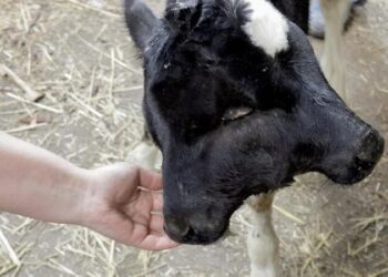 حالة نادرة : ولادة عجل برأسين و4 عيون