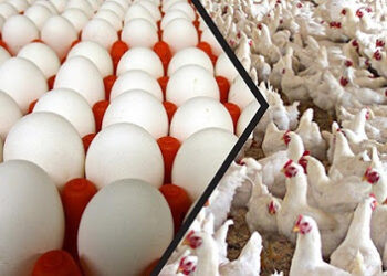 حصيلة شهرين… 443 مليون ليرة قيمة مبيعات منشأة دواجن حماة من البيض