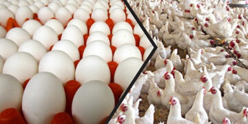 حصيلة شهرين… 443 مليون ليرة قيمة مبيعات منشأة دواجن حماة من البيض