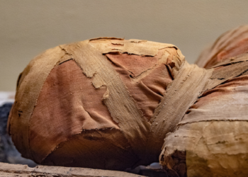 حل لغز جريمة قتل “تاكابوتي”..