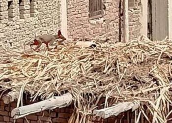 “حيوان هجين” يثير الذعر بمصر.. والعلم يكشف الحقيقة