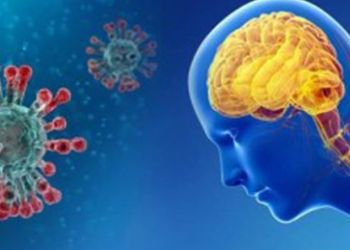 دماغ الإنسان المصاب بكورونا قد يكون عرضة لتلف الأوعية الدموية