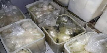 ضبط معمل ألبان وأجبان يحوي كميات من الجبنة غير صالحة للاستهلاك البشري