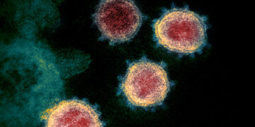 عالم فيروسات يتحدث عن فئة من البشر غير معرضة لخطر الإصابة بكورونا