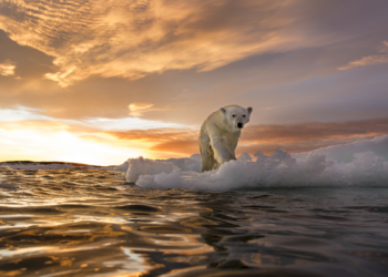 علامات مثيرة للقلق في آخر منطقة جليدية في القطب الشمالي