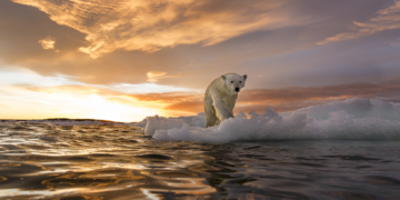 علامات مثيرة للقلق في آخر منطقة جليدية في القطب الشمالي