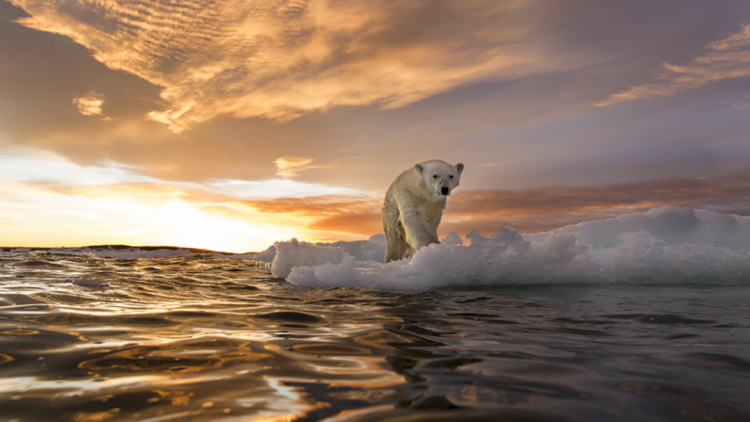 علامات مثيرة للقلق في آخر منطقة جليدية في القطب الشمالي