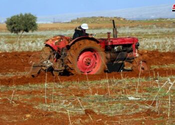 فلاحو درعا يزرعون أكثر من 86 ألف هكتار بالقمح المروي والبعل