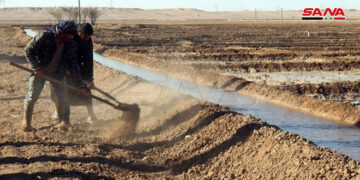 فلاحو دير الزور يزرعون أراضيهم بالقمح
