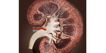 كيف نحمي الكلى من “كوفيد-19″؟