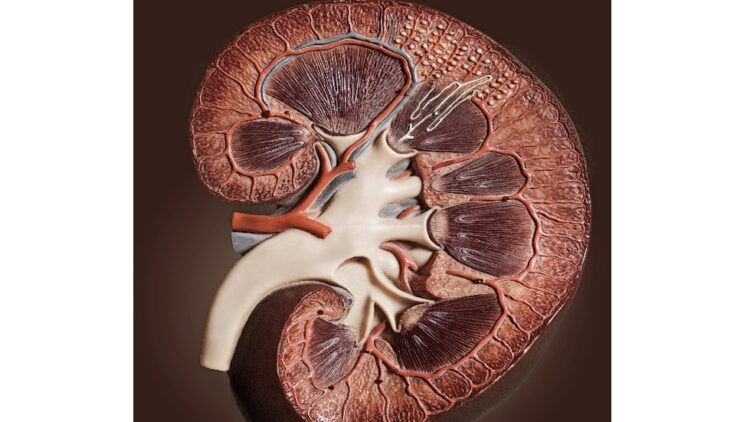 كيف نحمي الكلى من “كوفيد-19″؟
