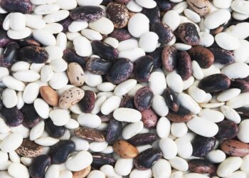 ماهي فوائد تناول الفاصوليا للجسم؟